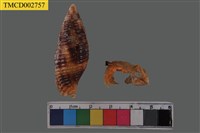 藏品(寄居蟹)的圖片